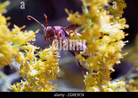 Macro carta rossa Wasp Polistes carolina su giallo goldenrod in giorno di sole Foto Stock