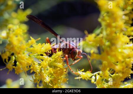 Macro carta rossa Wasp Polistes carolina su giallo goldenrod in giorno di sole Foto Stock