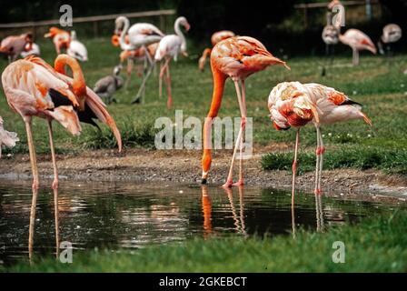 Gruppo di fenicotteri allo zoo di Eskilstuna in Svezia Foto Stock