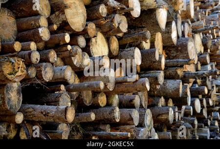 Prodotti forestali, tronchi di alberi impilati per uso futuro di legname Foto Stock