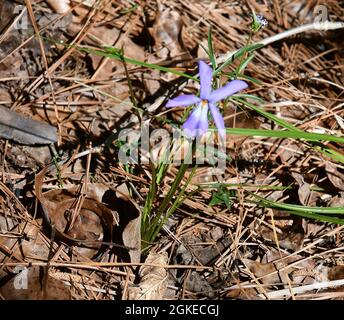 Piede d’uccello Violet Foto Stock