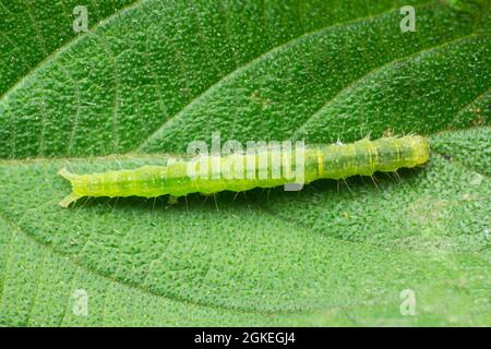 Cabbage looper moth caterpillar.Family Noctuidae, noto come owlet Moths, Trichoplusia ni, Satara, Maharashtra India Foto Stock