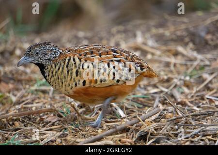 Bottonquaglia barrato o quaglia di bustard comune, Turnix suscitator, Satara, Maharashtra India Foto Stock