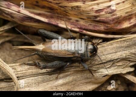 Dorssal vista di campo cricket, Gryllus campestris, Satara, Maharashtra, India Foto Stock