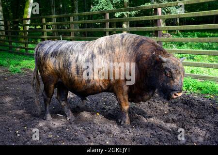 Zubron (Bos taurus x Bison bonasus), razza incrociata di bovini domestici e bisonti, Parco Riserva Zubrow, Bialowieza, Podlaskie, Polonia Foto Stock