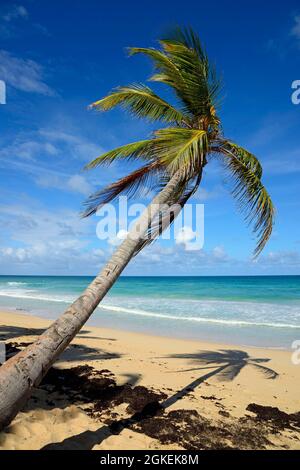 Alberi di palma in pendenza, spiaggia di El Macao, Punta Cana, Caraibi, America, Repubblica Dominicana Foto Stock