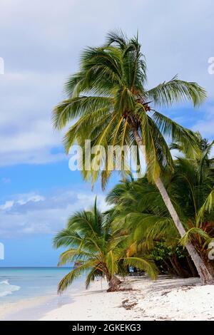 Palm Beach, Isla Saona Island, Parque Nacional del Este, Repubblica Dominicana Foto Stock