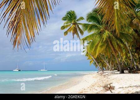 Palm Beach, Isla Saona Island, Parque Nacional del Este, Repubblica Dominicana Foto Stock