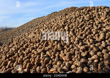 La barbabietola da zucchero cumulo, impianto di produzione di biogas, Solzhen, distretto di Peine, Bassa Sassonia Foto Stock