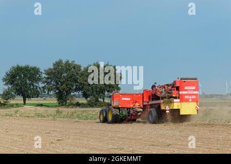 Raccolta meccanica delle patate, Rheurdt, NRW, Germania Foto Stock