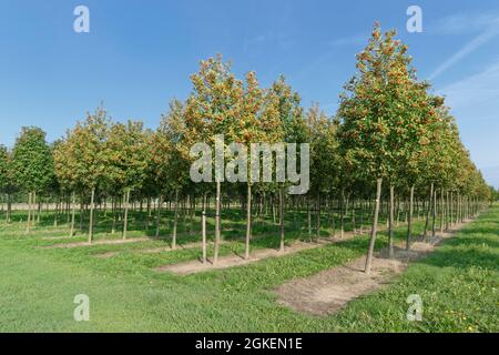 Whitebeam svedese (Sorbus intermedia) in azienda agricola, Nettetal, Viersen, NRW, Germania Foto Stock