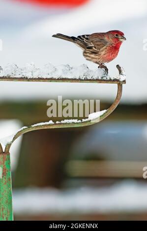 Finch casa maschile arroccato su un rastrello in inverno Foto Stock