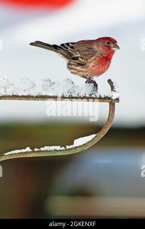 Finch casa maschile arroccato su un rastrello in inverno Foto Stock