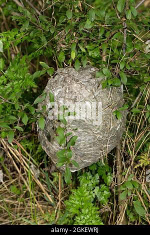 Vespola mediana (Dolichovespula media), nido Foto Stock