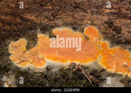 Crosta rugosa (Phlebia radiata) Foto Stock