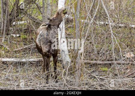 Amaricanus, amaricana, alce americane, alce americane (Alces alces), alce, alce, cervi, cervi, Animali ungulati, ungulati, mammiferi, animali Foto Stock