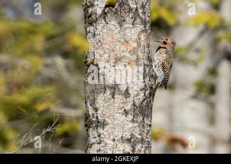 Flicker del nord all'entrata del nido (Colaptes auratus), Parco Nazionale di Forillon, Quebec, Canada Foto Stock