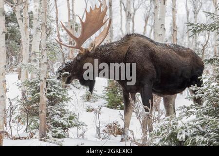 toro di alce dominante che si nutre di balsamo abete a fine autunno, Gaspestine National Park, Quebec, Canada Foto Stock