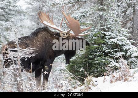 toro di alce dominante che si nutre di balsamo abete a fine autunno, Gaspestine National Park, Quebec, Canada Foto Stock