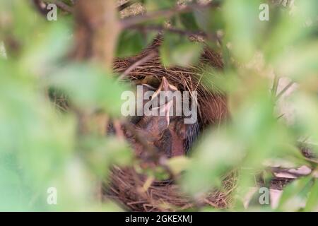 Blackbirdsest (Turdus merula), pulcini, uccello nero, bassa Sassonia, Germania Foto Stock