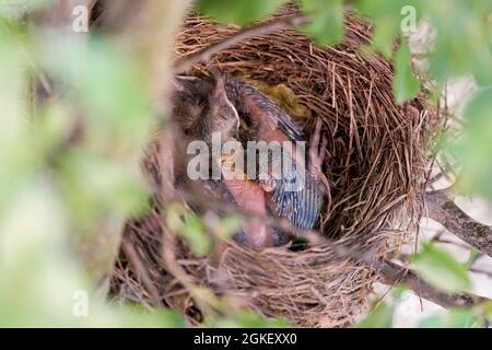 Blackbirdsest (Turdus merula), pulcini, uccello nero, bassa Sassonia, Germania Foto Stock