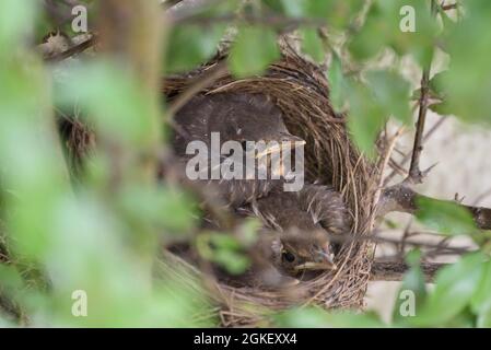 Blackbirdsest (Turdus merula), pulcini, uccello nero, bassa Sassonia, Germania Foto Stock