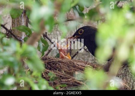 Blackbirdsest (Turdus merula), maschi e pulcini, Blackbird, bassa Sassonia, Germania Foto Stock