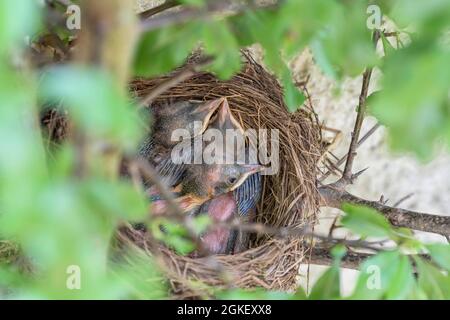 Blackbirdsest (Turdus merula), pulcini, uccello nero, bassa Sassonia, Germania Foto Stock