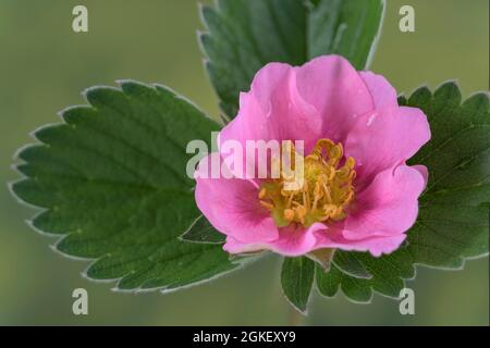 Fragola ornamentale (Fragaria x ananassa), fragola ornamentale Foto Stock