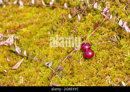 Torba mesotrofica (fossato di transizione) nel nord-est dell'Europa. Mirtillo europeo (Oxyoccus palustris, bacche sopravate) su Haircap muss (Polyt Foto Stock