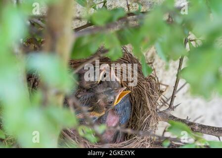 Blackbirdsest (Turdus merula), pulcini, uccello nero, bassa Sassonia, Germania Foto Stock