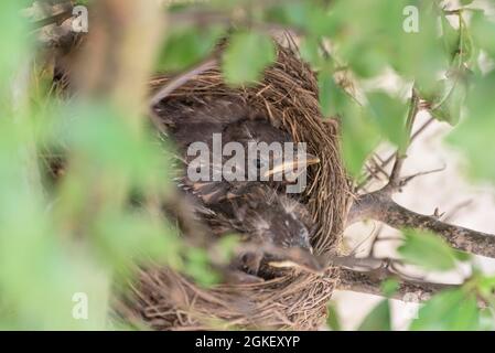 Blackbirdsest (Turdus merula), pulcini, uccello nero, bassa Sassonia, Germania Foto Stock