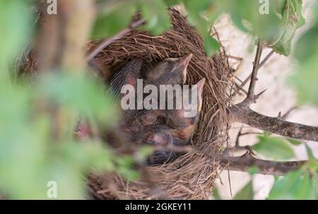 Blackbirdsest (Turdus merula), pulcini, uccello nero, bassa Sassonia, Germania Foto Stock