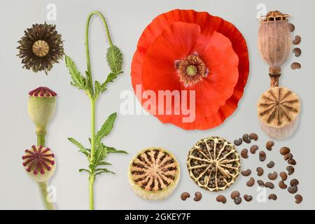 Papavero fiori (Papaver roeas) papavero, papavero fiore, clap rosa, germoglio, fiore, Capsula di papavero, seme, parco naturale Frau-Holle-Land, bassa Sassonia, Germania Foto Stock