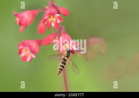 Long hoverfly (Sphaerophoria scripta), alumroot (Heuchera) parco naturale Parco Frau-Holle-Land, bassa Sassonia, Germania Foto Stock