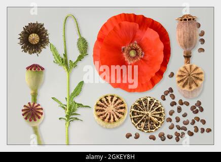 Papavero fiori (Papaver roeas) papavero, papavero fiore, clap rosa, germoglio, fiore, Capsula di papavero, seme, parco naturale Frau-Holle-Land, bassa Sassonia, Germania Foto Stock