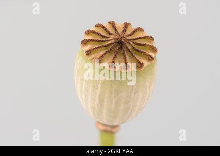 Papavero fiori (Papaver roeas) Poppy fiore, rosa crap, capsula papavero, parco naturale Frau-Holle-Land, bassa Sassonia, Germania Foto Stock