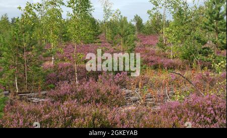 Terreno asciutto e inattivo e fioritura di massa di Heather rosa. Erica comune, Erica (Calluna vulgaris) in Europa orientale, pianta di miele di autunno. Mar Baltico marittimo Foto Stock