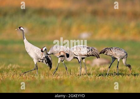 Gru (Grus grus), fauna selvatica, Parco Nazionale Vorpommersche Boddenlandschaft, Mecklenburg-Vorpommern, Germania Foto Stock