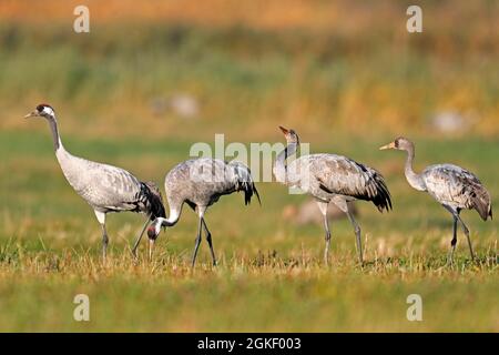 Gru (Grus grus), fauna selvatica, Parco Nazionale Vorpommersche Boddenlandschaft, Mecklenburg-Vorpommern, Germania Foto Stock