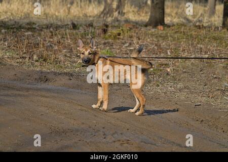 Giovane cane orsacchiotto Karelian (laika) Foto Stock