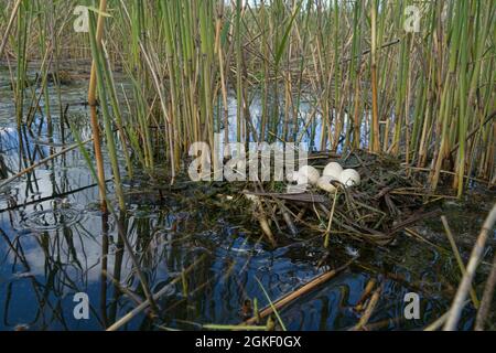 Bird's Nest Guida. Nidologia. Il grasso slavoniano (Podiceps auritus) galleggia in letti di canna del lago eutrofico meridionale con abbondanza di canne comuni (P. Foto Stock