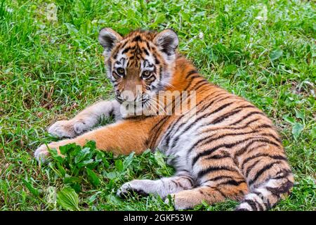 Tigre siberiana (Panthera tigris altaica) cub al Duisburg Zoo, giardino zoologico nel Nord Reno-Westfalia, Germania Foto Stock