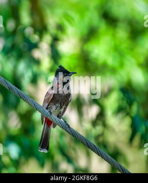 Il bulbul rosso sfuso è un membro della famiglia dei bulbul dei passerini Foto Stock