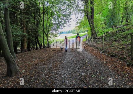 Due persone, una coppia, un uomo e una donna, camminando i loro cani nella valle del fiume Wye, Foresta di Dean, Gloucestershire, Inghilterra, Regno Unito Foto Stock
