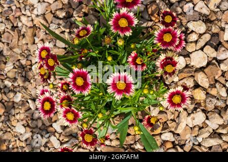 Leading Lady 'Iron Lady' Coreopsis, una cultivar piantata in un letto da giardino con pacciame di roccia. Kansas, Stati Uniti. Foto Stock