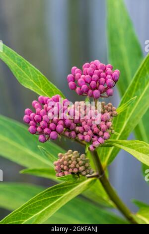 Munghita, Asclepias, Cenerentola in fase di germogliazione. Spesso chiamato Swamp munghed. Kansas, Stati Uniti Foto Stock