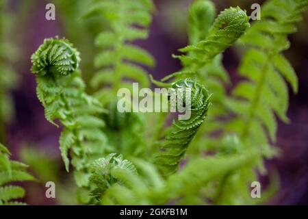 Foglie di felce giovani. Arrotolato su foglie verdi di brackens cespuglio primo piano su caldo mattina di primavera al sole, Polypodiophyta Foto Stock