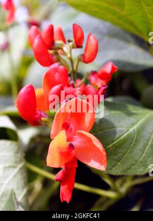 Grappoli di fiori rossi luminosi che crescono su Scarlet Emperor (Phaseolus coccineus) piante runner fagiolo Foto Stock