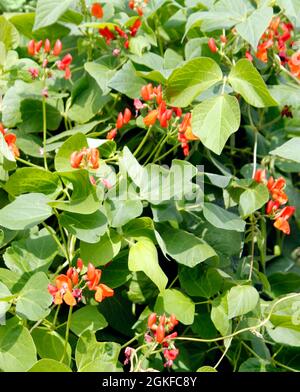 Grappoli di fiori rossi luminosi che crescono su Scarlet Emperor (Phaseolus coccineus) piante runner fagiolo Foto Stock